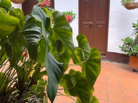 Casa Posada Don Chepe